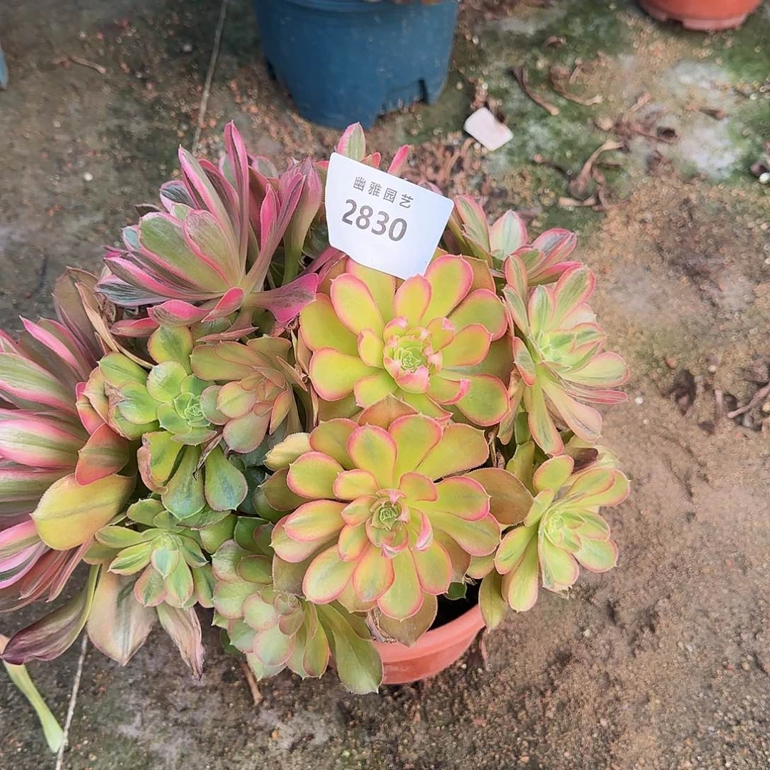 尘*烟多肉植物菊花台2830