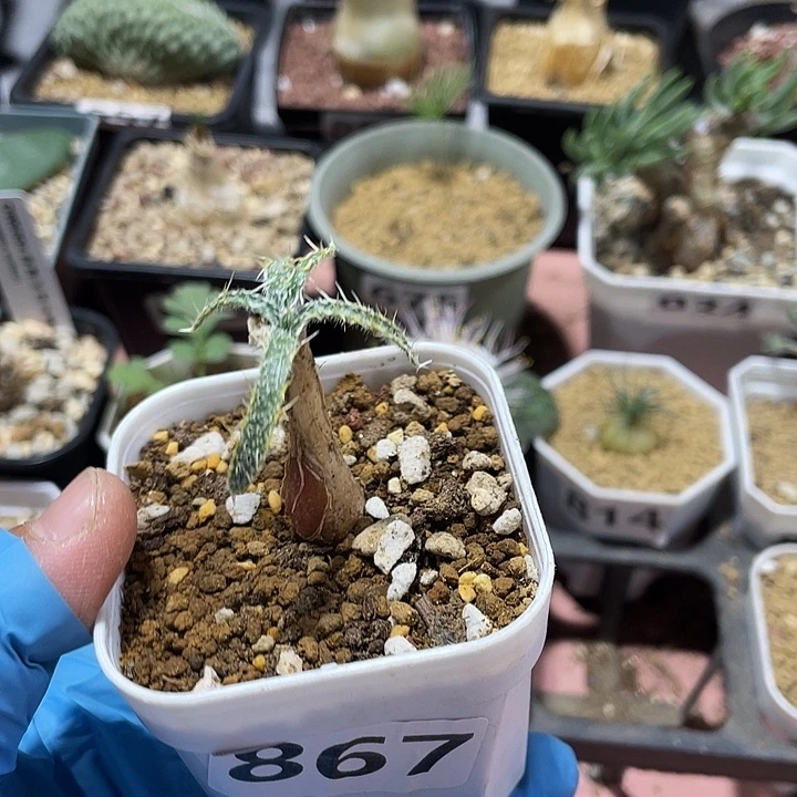 867产地鱿鱼金刚钻