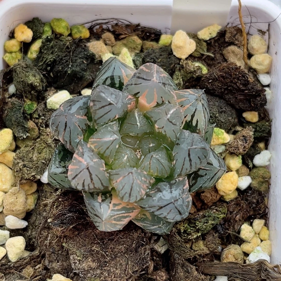 10霓虹灯玉露锦（根一般介意勿拍）福利专场