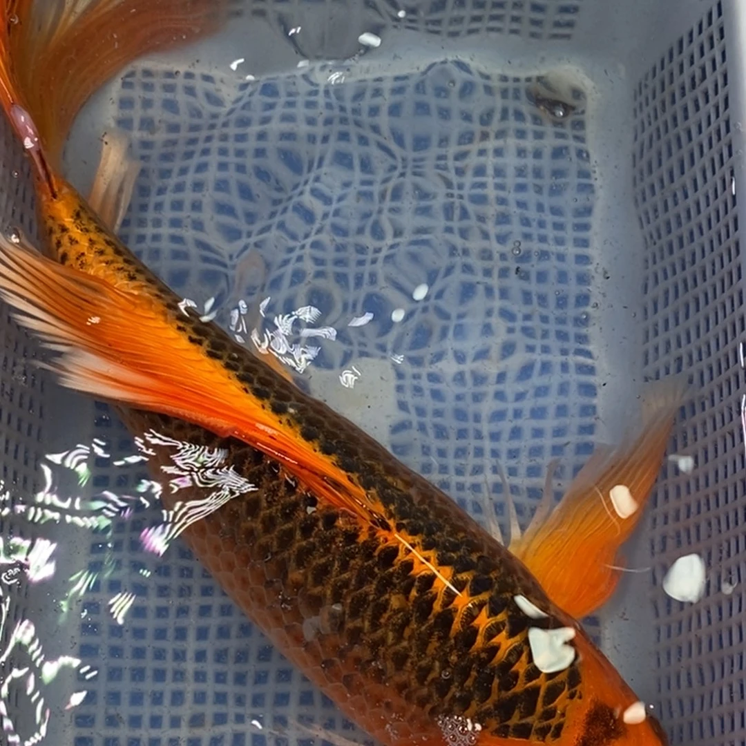 锦鲤冷水锦鲤包邮