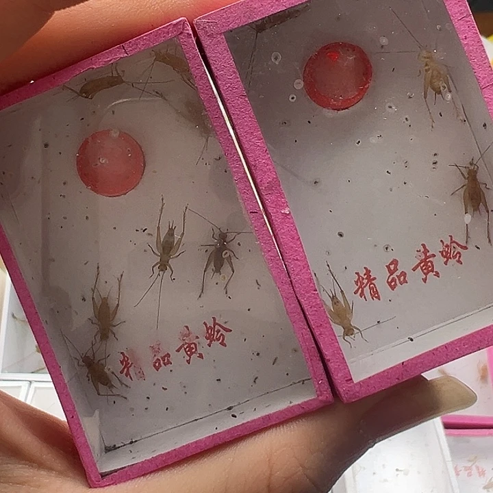 小黄蛉2盒……………………