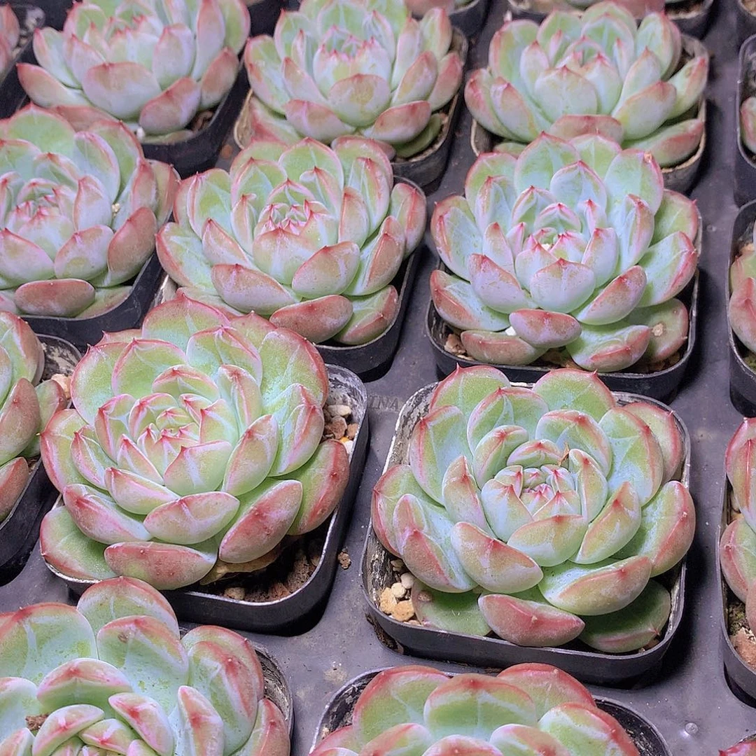 单头雪花珍妮45678899999