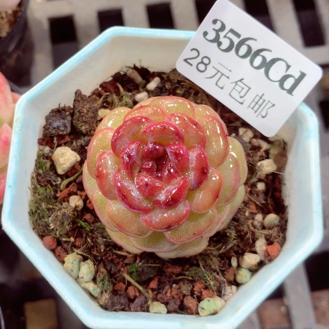 5厘米盆精控多肉3566