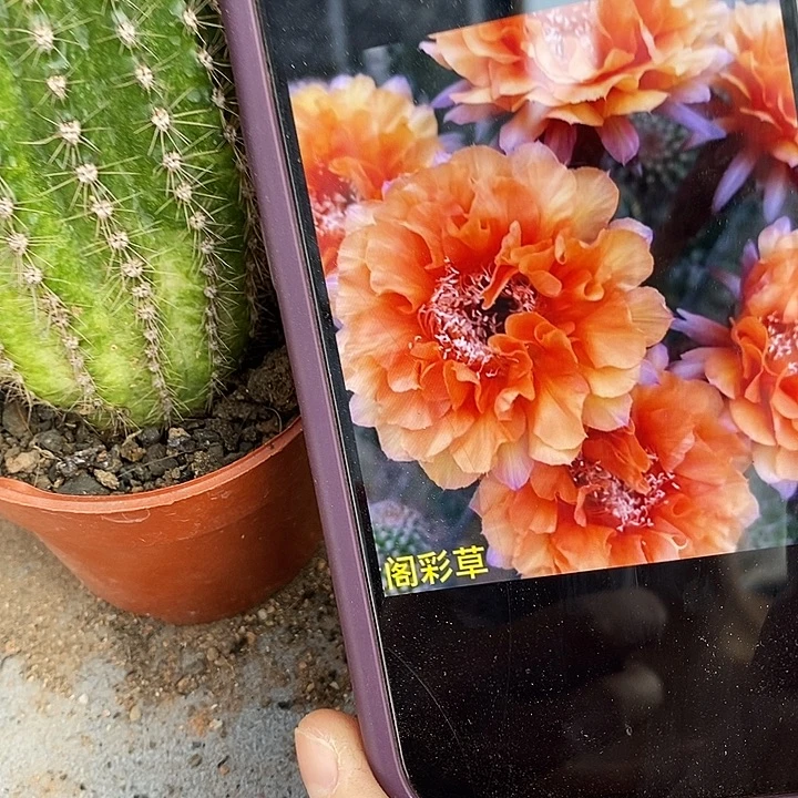 金阁仙人球，3689000