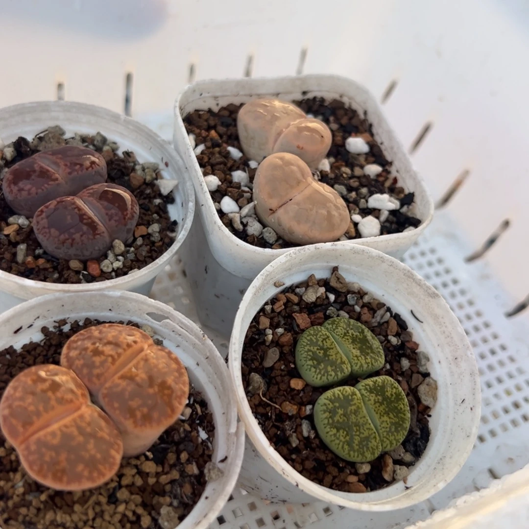 D***g多肉植物百科一组4棵