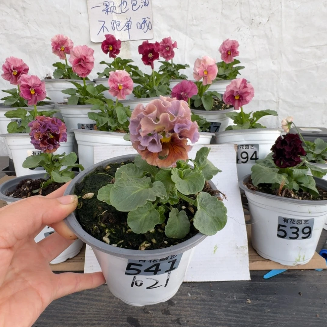 全部花朵541号角堇