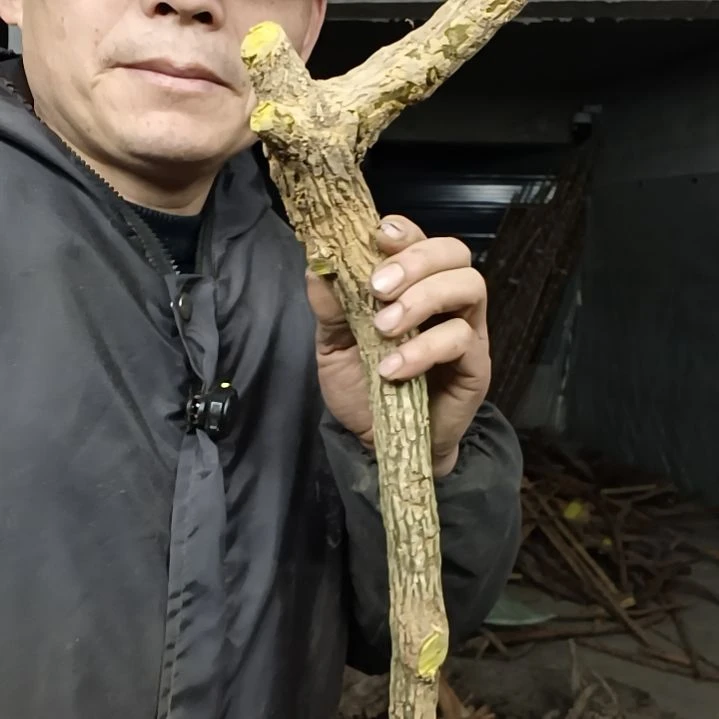 稳定木多****金贵州檬子木   铁马鞭   根艺  半成品