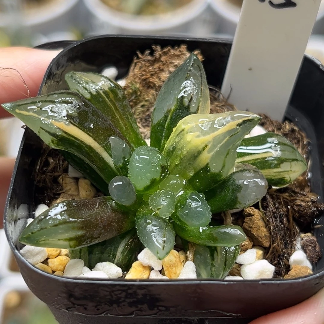 15子弹头锦福利专场