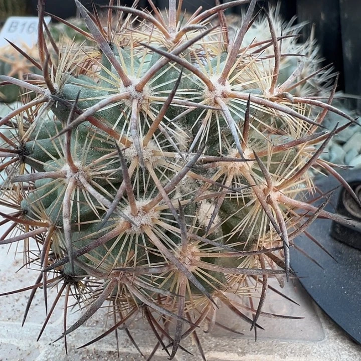虎爪玉。苗接落地出根芽。