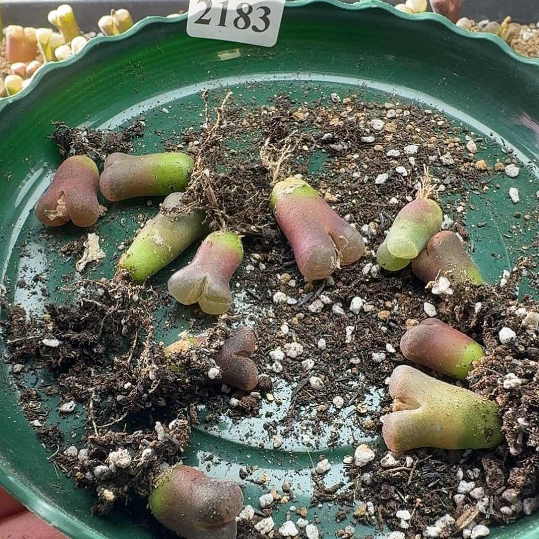 一****2183风铃玉11颗哈哈哈哈