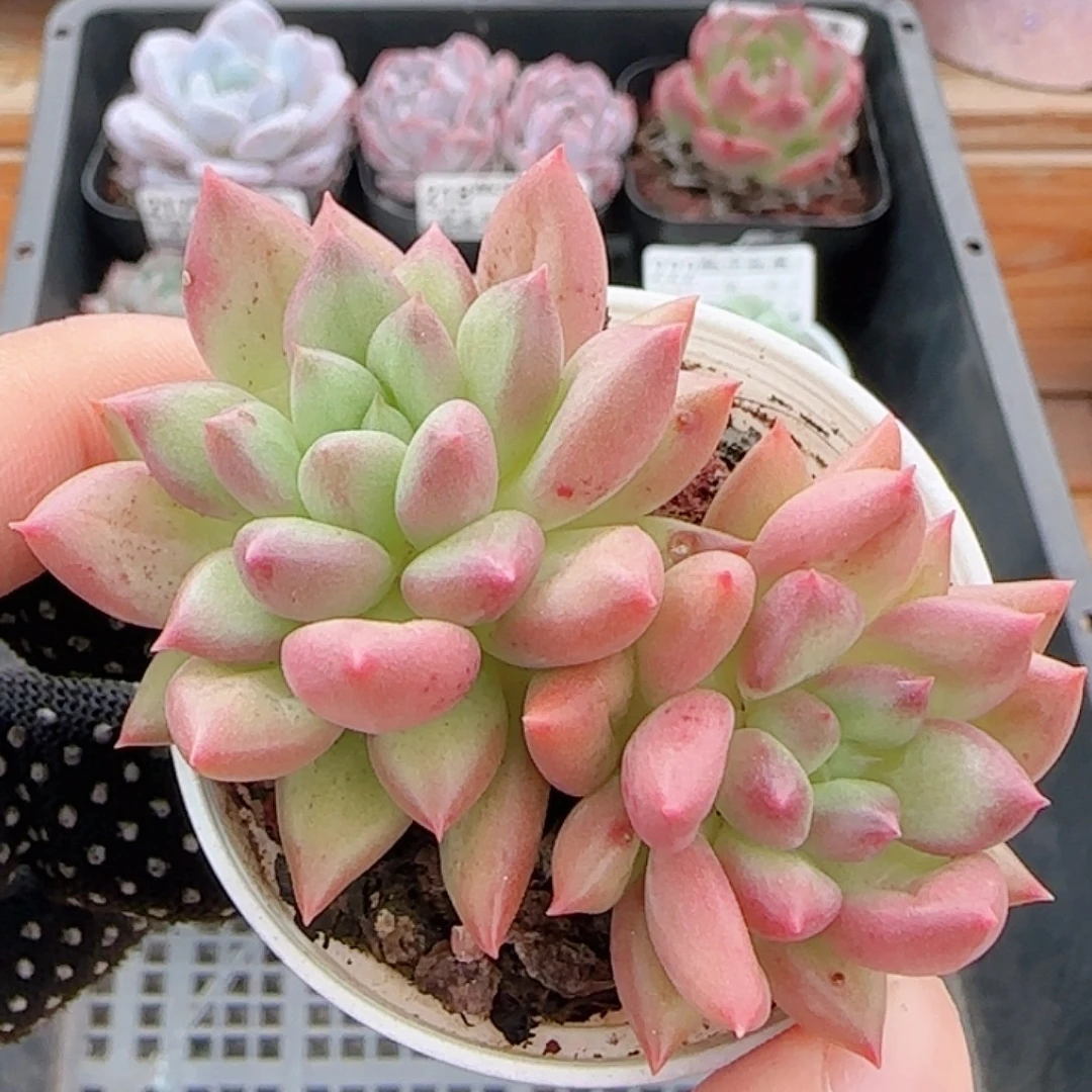 多肉0928--224所罗门