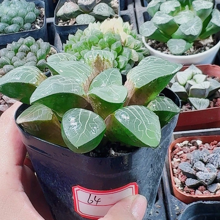 无花朵十二卷实生寿 福利