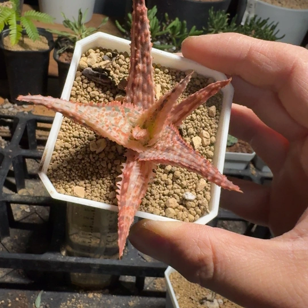 圣诞芦荟锦多肉植物