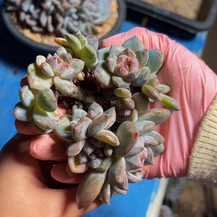 新年快乐 新年快乐