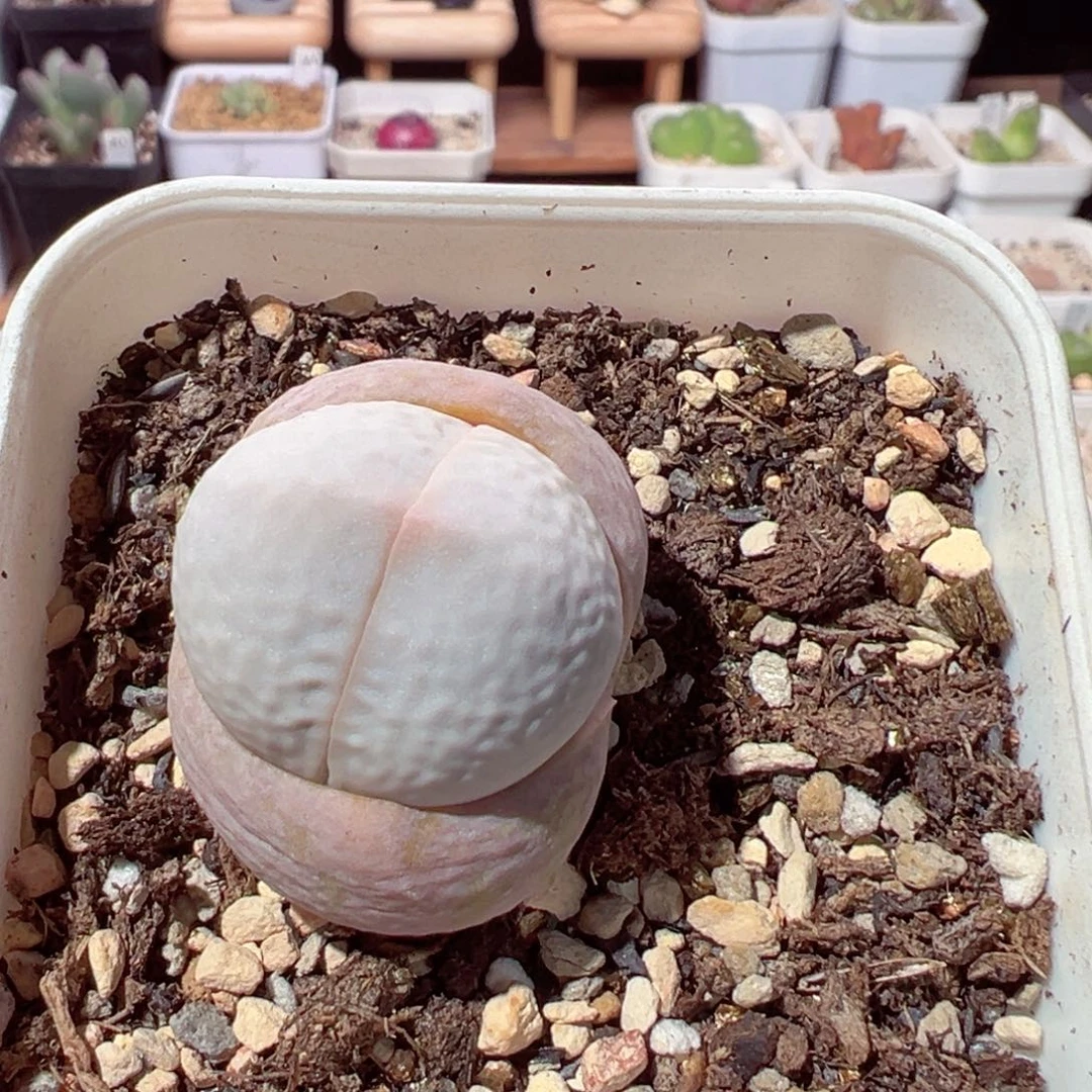 花****了207-439.我的小可爱