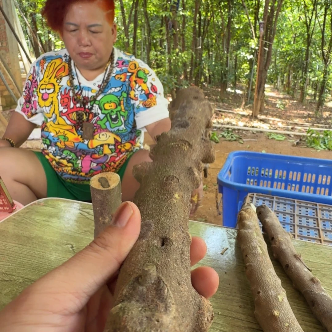 线香奇楠沉香原木