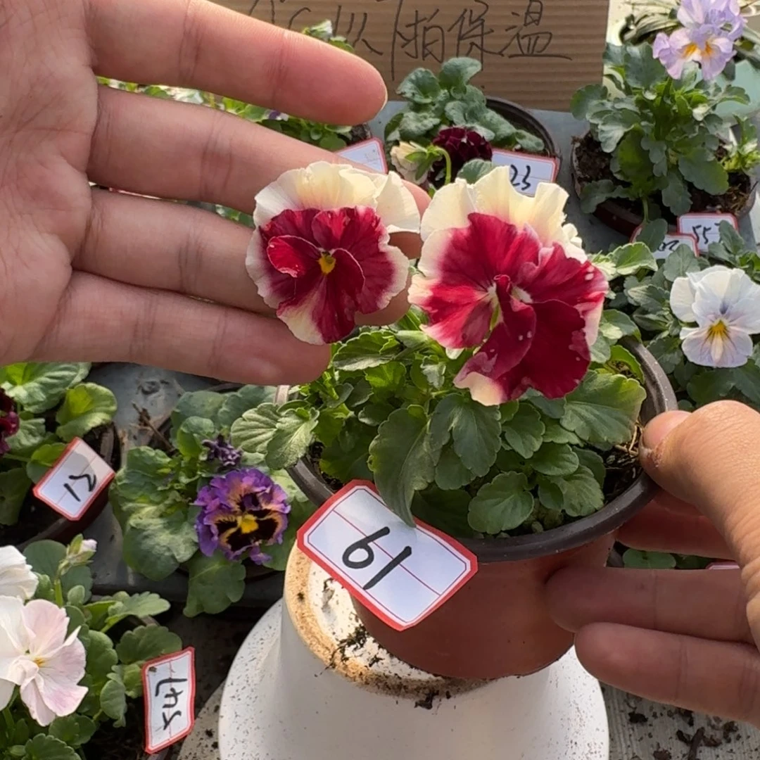 大部分花苞少量开放61