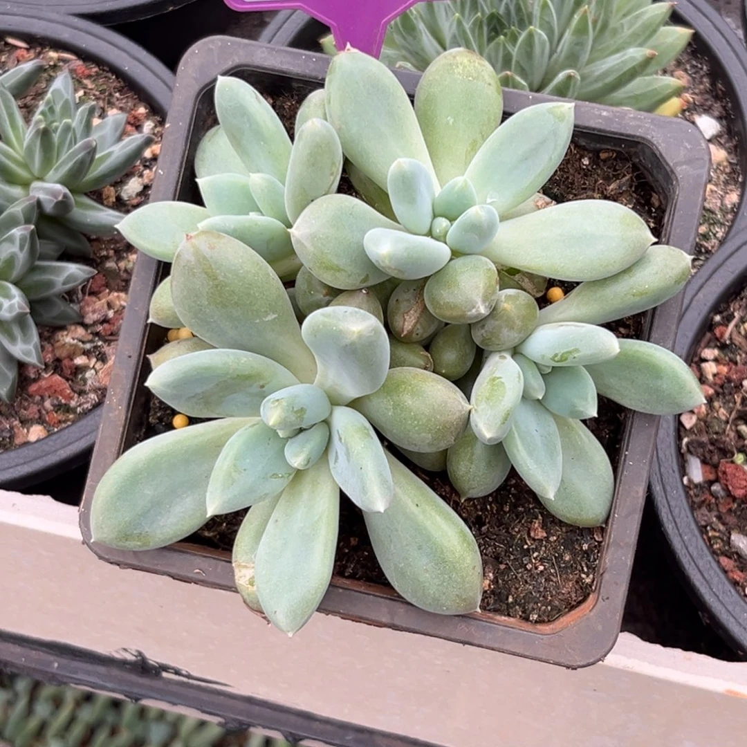 多肉植物胖体哥特783