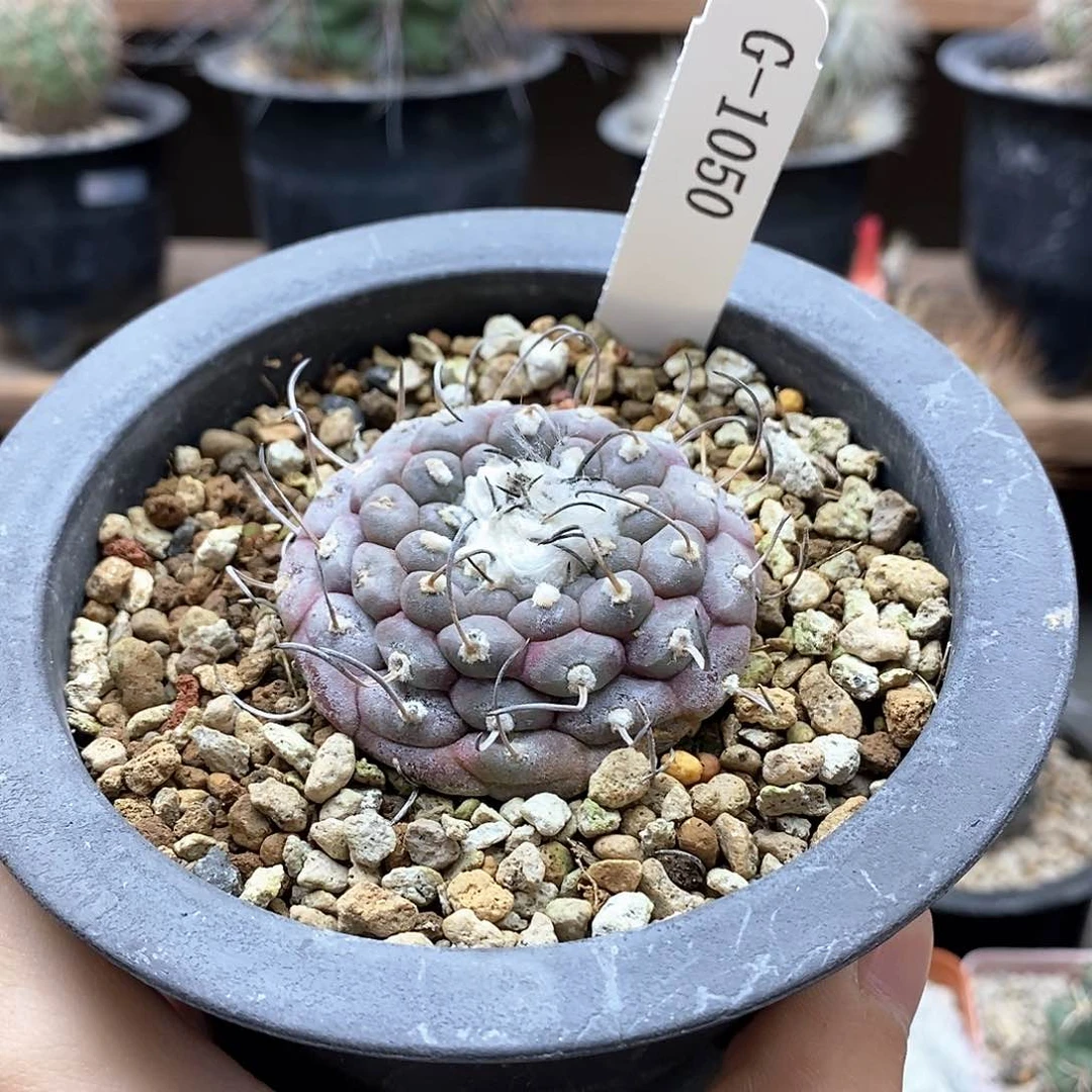 ～****~G1050花油专利仙人球开花