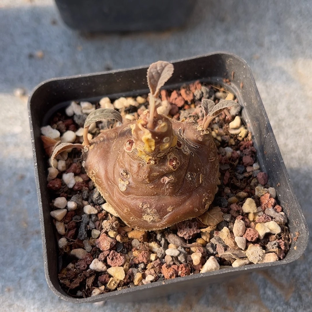 实生琉桑块根一物一拍