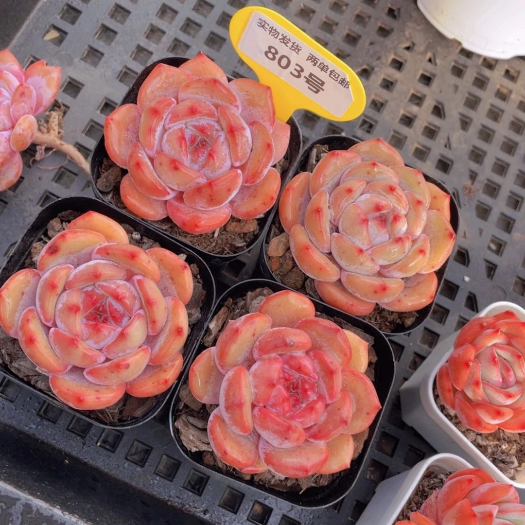 803号果冻包包韩橙单头一个