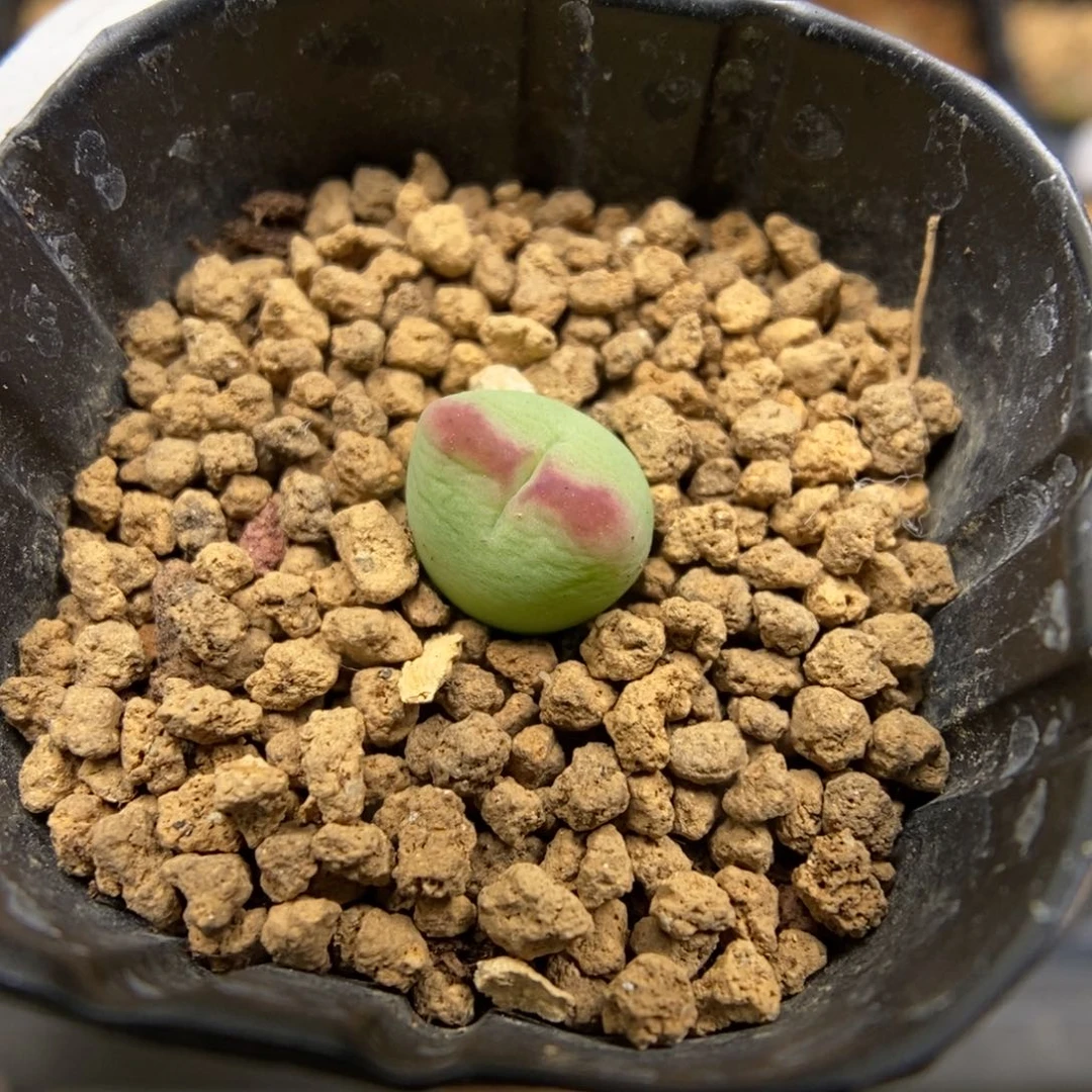 多肉植物肉锥杂交K-3972 粗纹