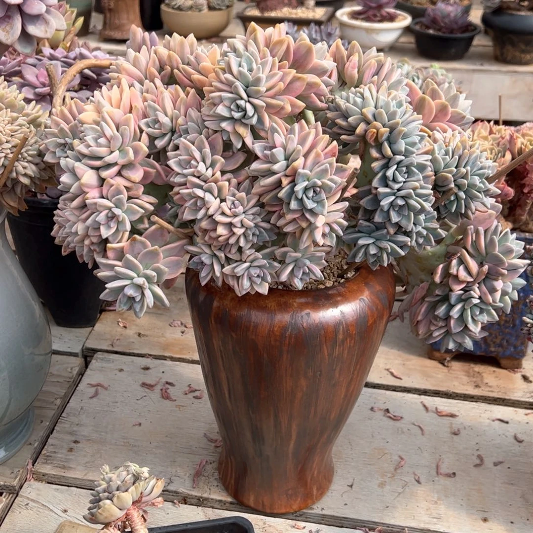 飞*梦淡雪锦缀多肉先寄养