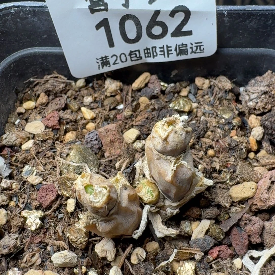 碧光环带盆土。