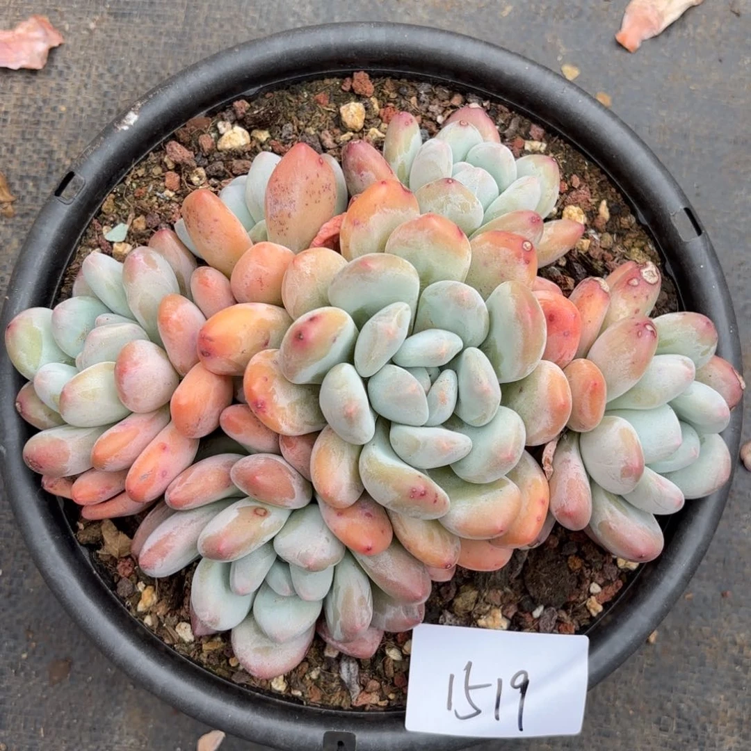 小***肉1519香水群多肉