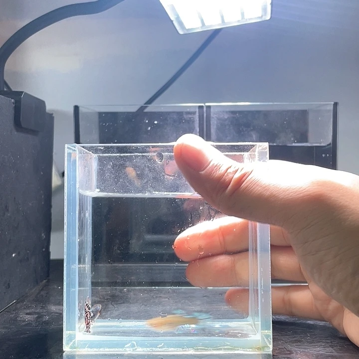 宁***远孔雀鱼孔雀鱼邮费5元
