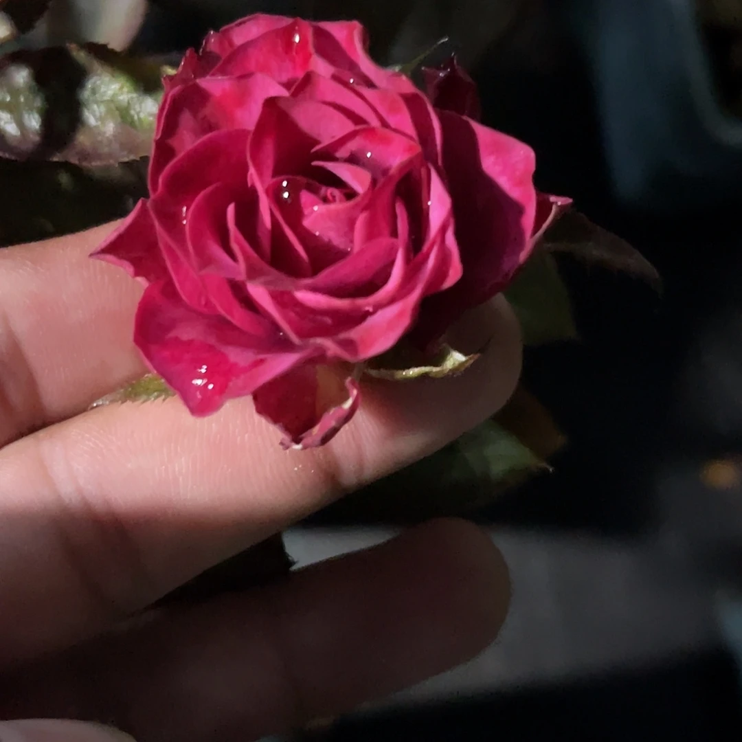 无花朵———-文图罗索