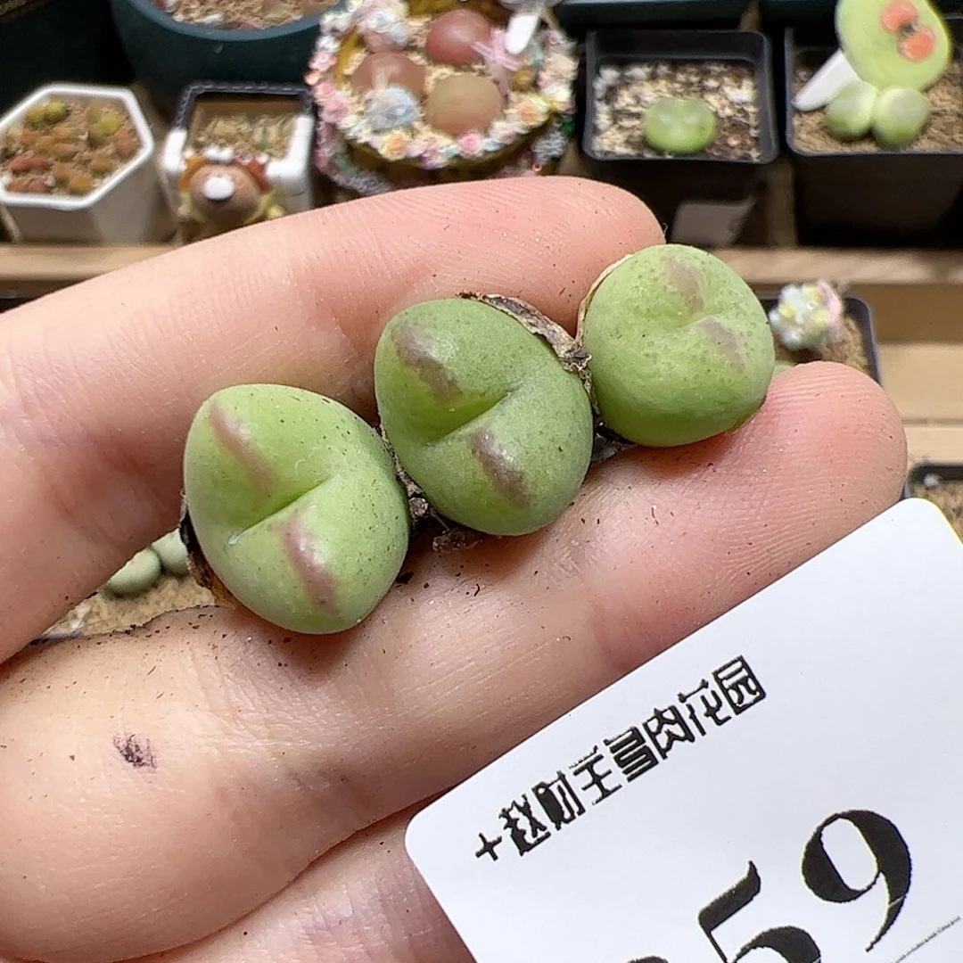 【闪购商品】359 清