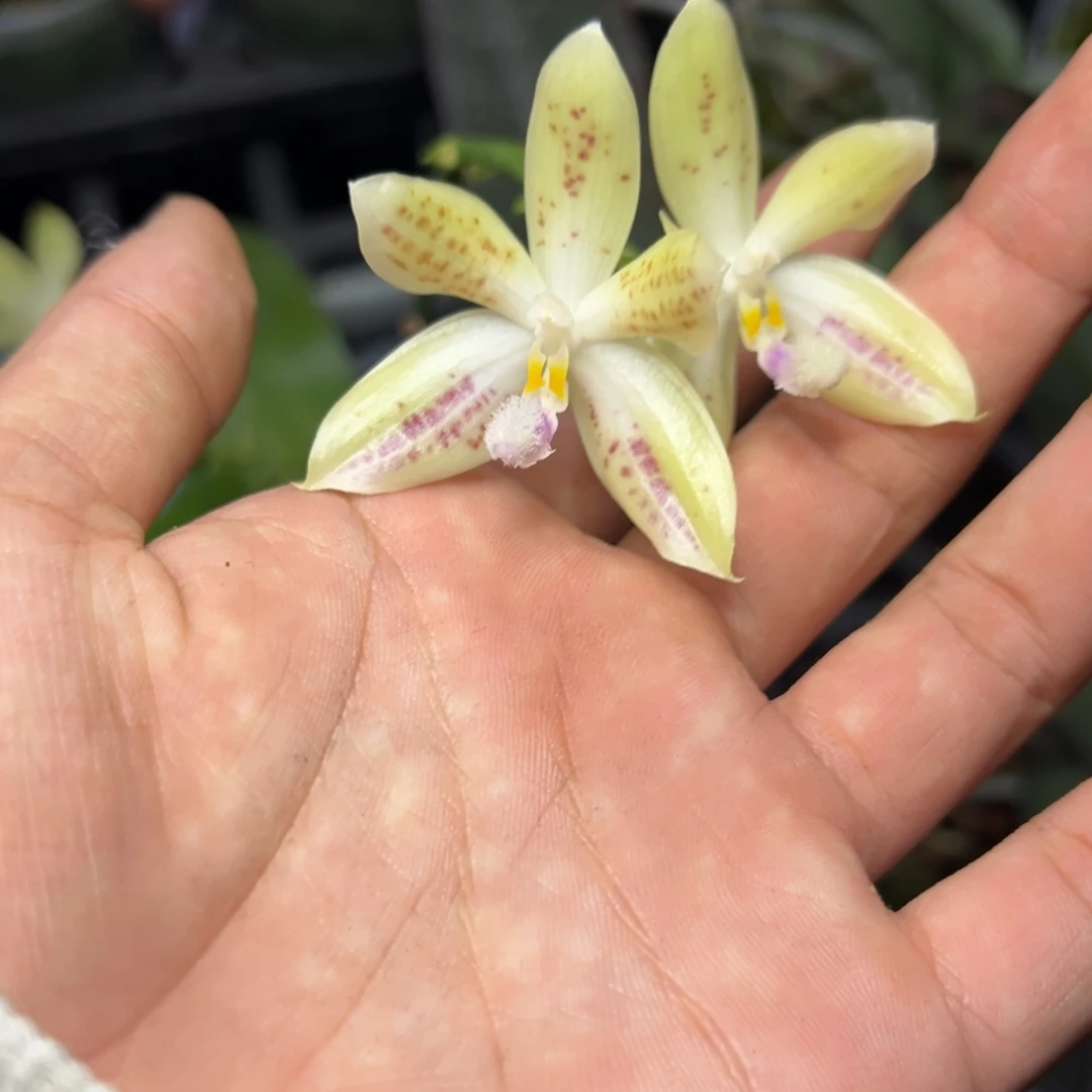 完全开放l517三寸盾交米