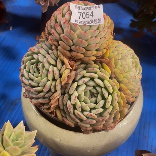 用****3白胖子7054多肉