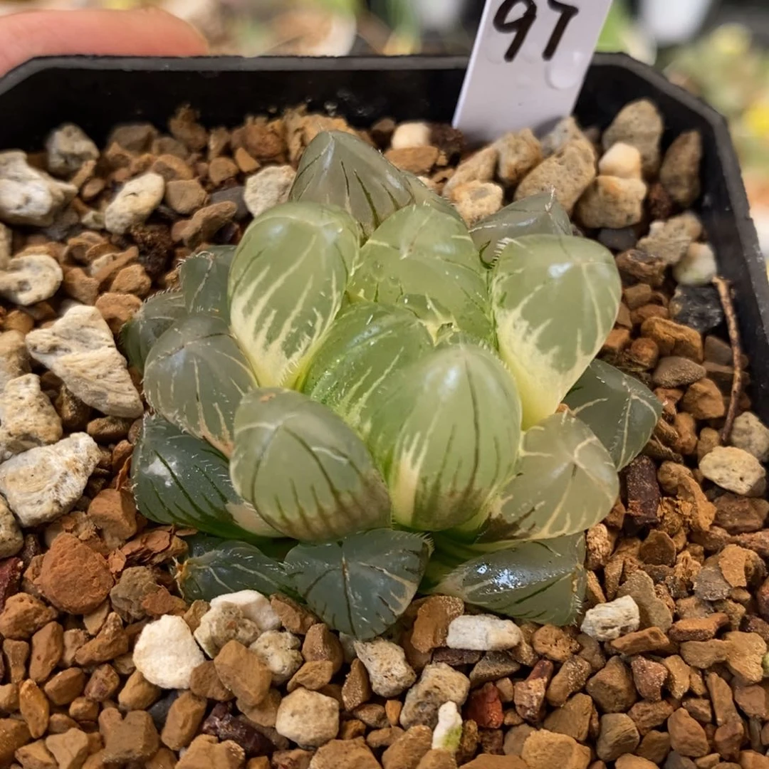 97号巨大赤线玉露锦