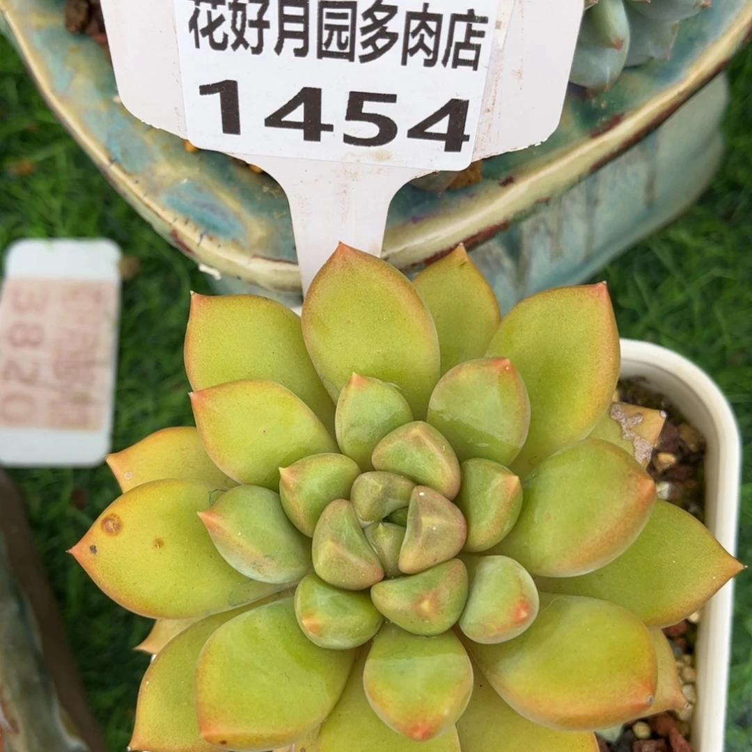 多肉植物1454 满30包邮