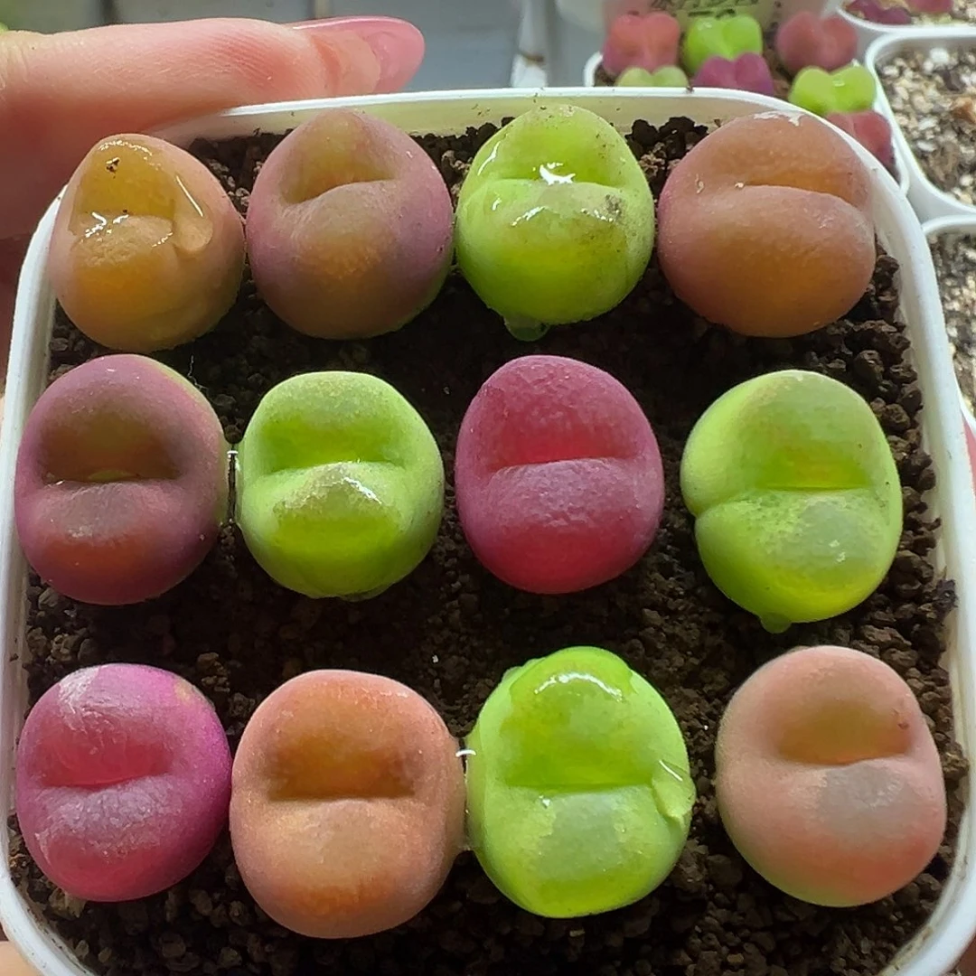 204毛汉尼裸根发货