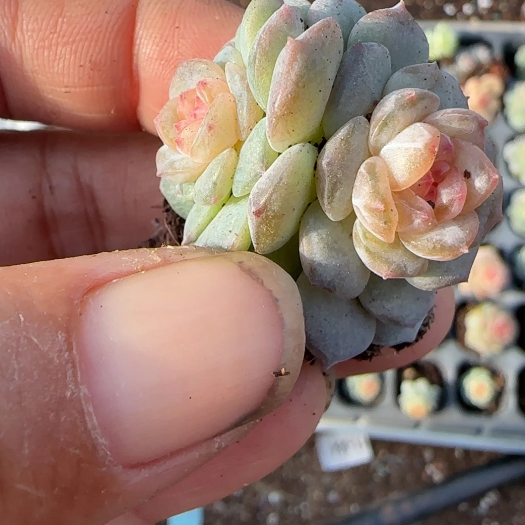 小卡拉米糖心一物一拍