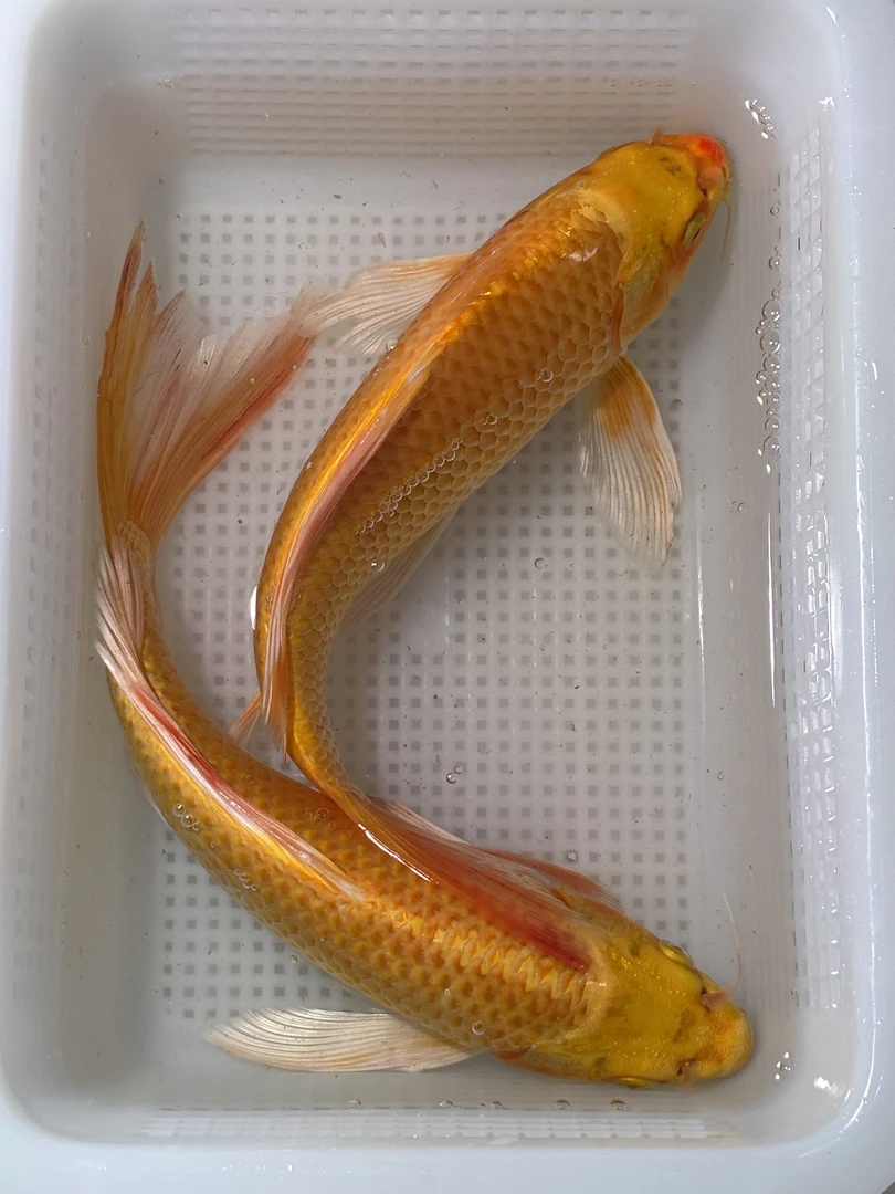 [ 黄金蝴蝶鲤] 到手两条 （22-25公分）