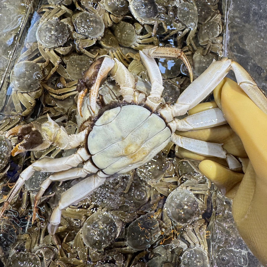 【母河蟹】鲜活/精品三两母/每只3两左右