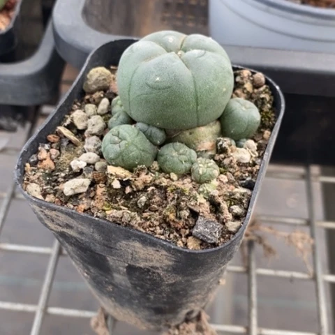 实生海鲜群4仙人球