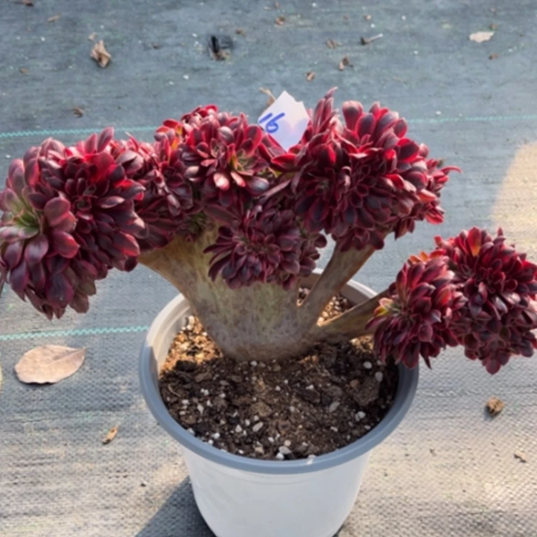 【闪购商品】16美杜莎缀多肉法师