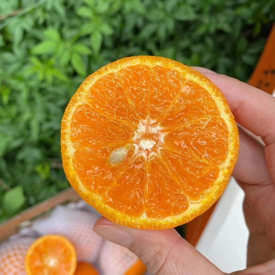 明日见沃柑一份三斤