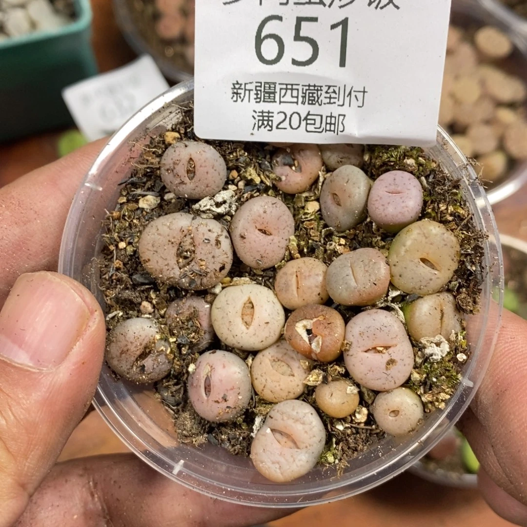 多肉蛋炒饭感谢您相伴651