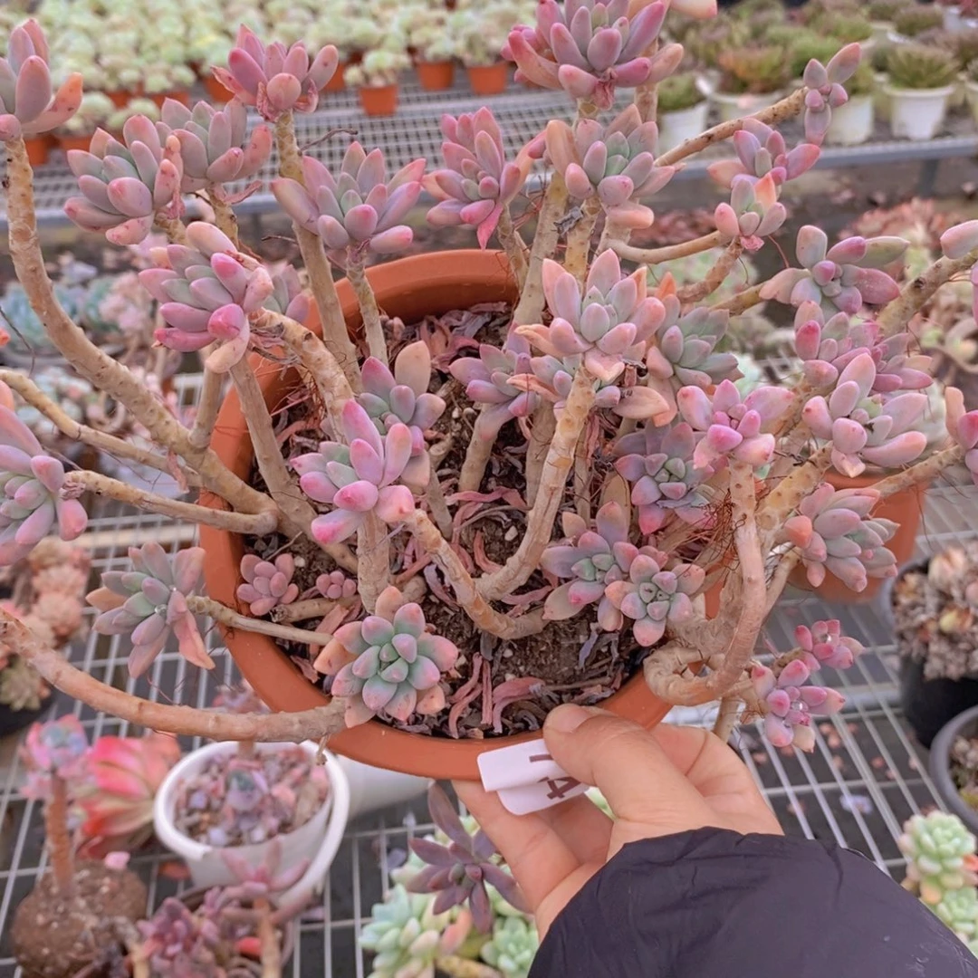 7364秋丽老桩一物一拍