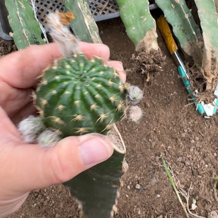 374嫁接丽花修根发货4公分左右斑