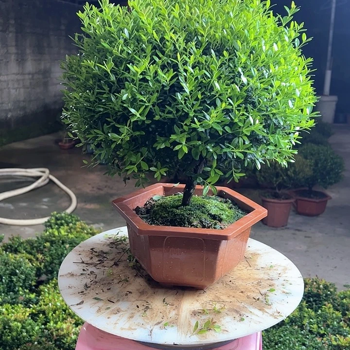 完全开放书*赤楠