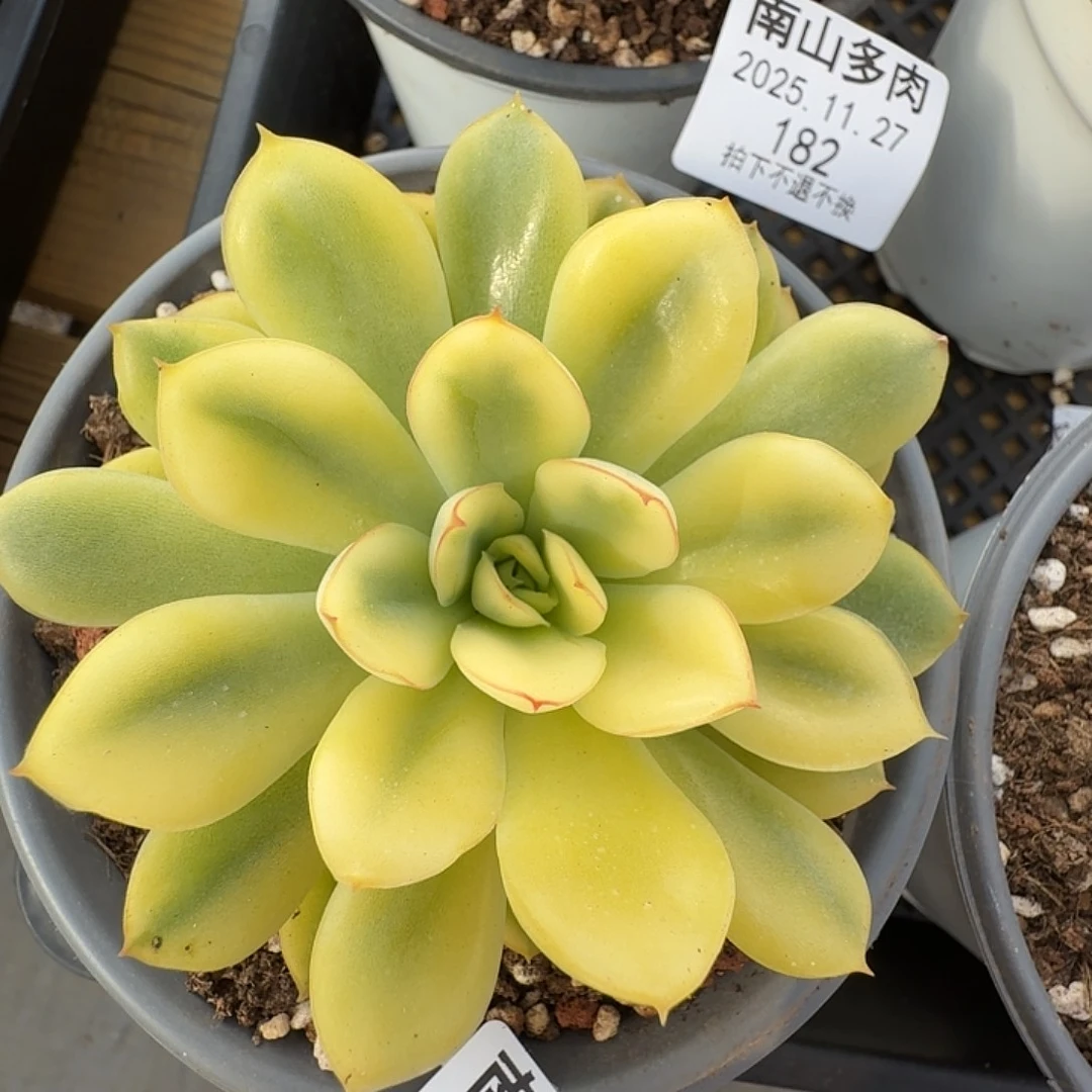荷花锦1111127-181