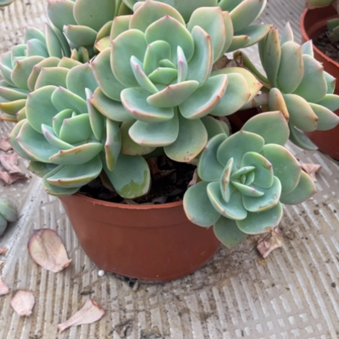 【闪购商品】行**水白凤