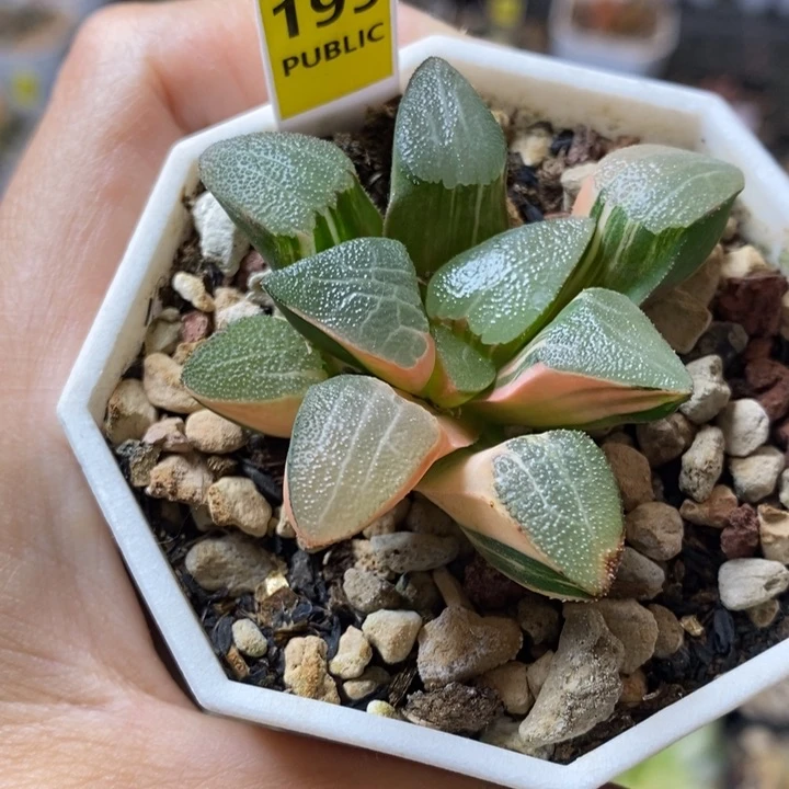 199号网纹克锦带盆